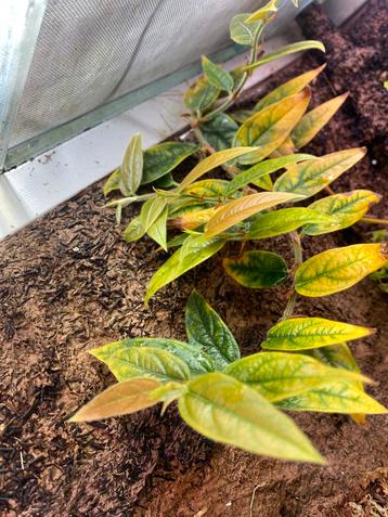 Ficus recurva var. ribesoides beschikbaar voor biedingen