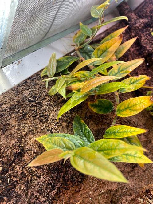 Ficus recurva var. ribesoides, Huis en Inrichting, Kamerplanten, Overige soorten, Minder dan 100 cm, Ophalen of Verzenden