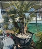 Diverse planten te koop 3 stammige humilis prachtige palm, Tuin en Terras, Overige soorten, Volle zon, Vaste plant, Ophalen of Verzenden