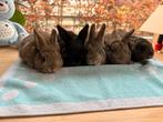 Lieve jonge konijntjes (mix), goed thuis gezocht, Dieren en Toebehoren, Meerdere dieren, Dwerg, Hangoor