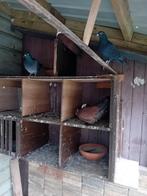 Sierduiven, Dieren en Toebehoren, Vogels | Duiven, Meerdere dieren, Overige soorten