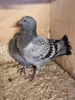 jonge duiven. ( lijn Loed Senden Int Marseille), Dieren en Toebehoren, Vogels | Duiven, Meerdere dieren, Postduif