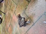 3 kuikentjes te koop, Dieren en Toebehoren, Pluimvee, Geslacht onbekend, Kip