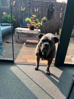 Cane Corso herplaatsing, 6 jaar of ouder, Rabiës (hondsdolheid), Eén hond, Nederland