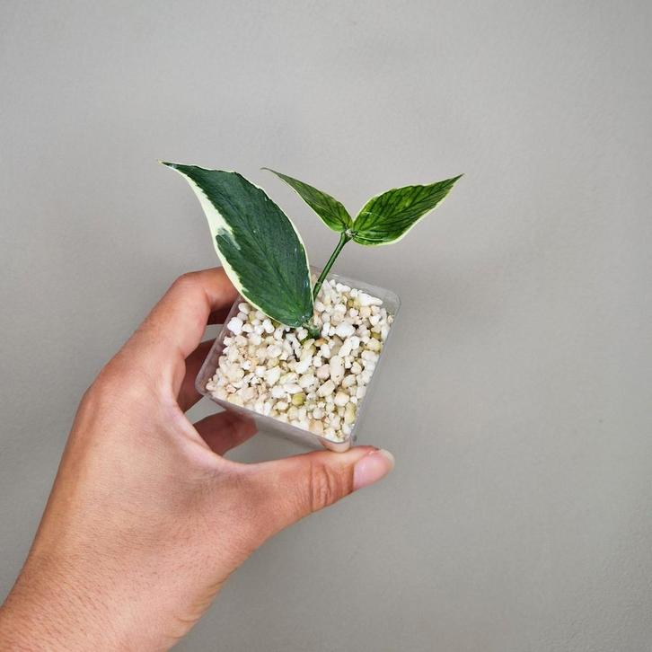 Hoya Polyneura Albo 5, Huis en Inrichting, Kamerplanten, Overige soorten, Minder dan 100 cm, Bloeiende kamerplant, Halfschaduw