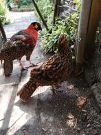 Tragopan fazant, Dieren en Toebehoren, Pluimvee, Meerdere dieren, Overige soorten