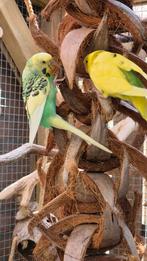 Grasparkietjes beschikbaar, aug'24🦜🦜🦜🦜, Meerdere dieren, Parkiet