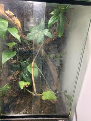 Wimper gekko vrouw met terrarium beschikbaar voor biedingen