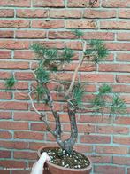Den, Pinus Sylvestris Bonsai, Tuin en Terras, Planten | Bomen, Ophalen of Verzenden, Volle zon, Overige soorten, Minder dan 100 cm