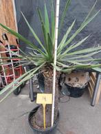 Yucca carnerosana 34, 155 cm, stam 80 cm, Tuin en Terras, Planten | Tuinplanten, Vaste plant, Overige soorten, Ophalen, Volle zon