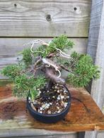 Juniperus bonsai shohin, Ophalen of Verzenden