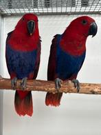 0-2 Edelpapegaaien Split voor Blauw, Dieren en Toebehoren, Vogels | Parkieten en Papegaaien, Meerdere dieren, Parkiet, Geringd