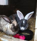 Goed tehuis voor koppel Duitse Reuzen, Dieren en Toebehoren, Konijnen, Meerdere dieren, Groot