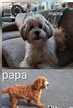 Mini Labradoodle x boomer, 8 tot 15 weken, Meerdere, Meerdere dieren, Middel