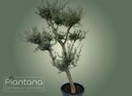 Olea europaea (Ponpon olijfboom, 2 meter hoog), 100 tot 250 cm, Olijfboom, Ophalen, Volle zon