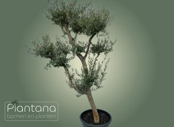 Olea europaea (Ponpon olijfboom, 2 meter hoog) beschikbaar voor biedingen