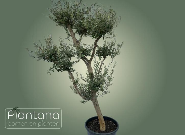 Olea europaea (Ponpon olijfboom, 2 meter hoog), Tuin en Terras, Planten | Bomen, Olijfboom, 100 tot 250 cm, Volle zon, In pot