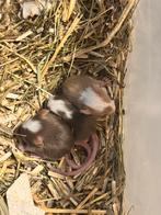 Muizen tw koop kleur, Dieren en Toebehoren, Muis, Meerdere dieren, Tam, September