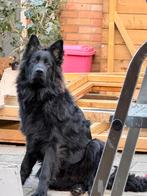 Duitse herder, Dieren en Toebehoren, Rabiës (hondsdolheid), 15 weken tot 1 jaar, Eén hond, Nederland