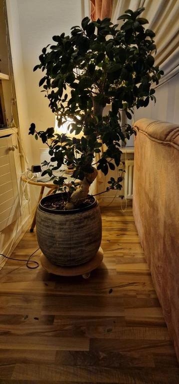 Mega groot bonsai met mega groot bloempot beschikbaar voor biedingen