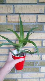 Aloe arborescens vetplant succulent, Huis en Inrichting, Kamerplanten, Vetplant, Ophalen of Verzenden, In pot, Minder dan 100 cm
