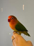 Agaponis dwergpapegaai koppel, Dieren en Toebehoren, Vogels | Parkieten en Papegaaien, Meerdere dieren, Dwergpapegaai of Agapornis