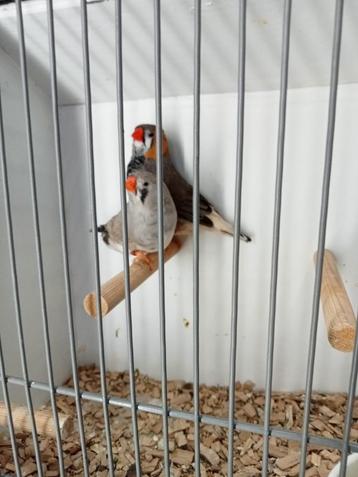Te koop diverse vogels  beschikbaar voor biedingen