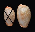 Schelpen: Cypraea citrina 22-26mm strandexemplaar Z. Afrika, Ophalen of Verzenden, Schelp(en)