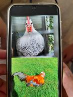 Hanen, Dieren en Toebehoren, Pluimvee, Mannelijk, Kip