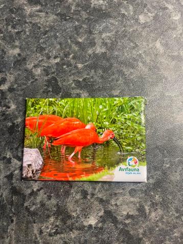 Magneet rode ibis beschikbaar voor biedingen
