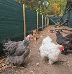 Brahma kippen gezocht, Dieren en Toebehoren, Vrouwelijk, Kip