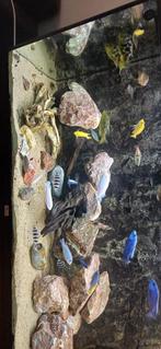Aquarium volga 240, Dieren en Toebehoren, Vissen | Aquaria en Toebehoren, Ophalen, Gebruikt, Gevuld zoetwateraquarium