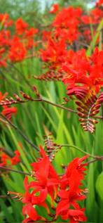 Crocosmia, knolletjes, Vaste plant, Halfschaduw, Zomer, Ophalen