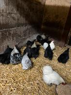 Cochin kriel, Meerdere dieren, Kip