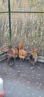 4 mooie jonge krielhennen - Wyandotte en meer!

Beschikbaar:, Dieren en Toebehoren, Pluimvee, Vrouwelijk, Kip