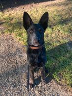 Pup Mechelse-Hollandse herder, Dieren en Toebehoren, Honden | Herdershonden en Veedrijvers, Rabiës (hondsdolheid), 15 weken tot 1 jaar