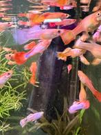Guppies, Dieren en Toebehoren, Vissen | Aquariumvissen, Vis, Zoetwatervis
