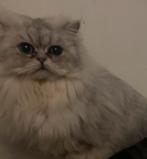 Perzische kater 3 jaar op te halen, Dieren en Toebehoren, Katten en Kittens | Overige Katten, Kater