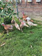 Tekoop ardenner kalkoenen, Dieren en Toebehoren, Pluimvee, Mannelijk, Kalkoen