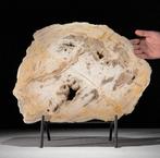 Versteend hout schijf 36,2x38x2,4 cm / 6700 gram, Ophalen of Verzenden, Fossiel