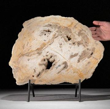 Versteend hout schijf 36,2x38x2,4 cm / 6700 gram beschikbaar voor biedingen