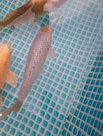 Diverse gezonde kois., Dieren en Toebehoren, Vissen | Vijvervissen, Karper of Koi