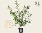 Japanse sierkers xl Prunus serrulata 'Kanzan', Tuin en Terras, Minder dan 100 cm, Laurier, Ophalen of Verzenden