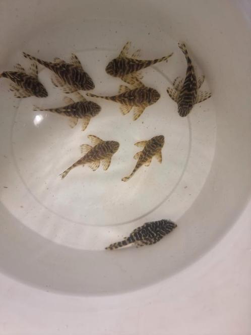 Volwassen Groep L134 Peckoltia compta 9x, Dieren en Toebehoren, Vissen | Aquariumvissen, Zoetwatervis, Overige typen, Schoolvis