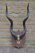 Antilope / kudu gewei BLOSSOM BROCANTE, Ophalen of Verzenden, Gebruikt