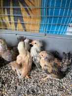 Nog 7 serama kuikens, Dieren en Toebehoren, Meerdere dieren, Kip