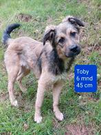 Toby zoekt een baasje!, Rabiës (hondsdolheid), 15 weken tot 1 jaar, Buitenland, Eén hond