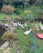 Indische loopeenden te koop – geboren 5 augustus, Dieren en Toebehoren, Meerdere dieren, Eend