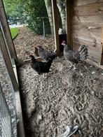 4 Friese Hoenders, Dieren en Toebehoren, Pluimvee, Meerdere dieren, Kip