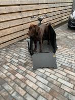 Bakfiets - Ideaal voor honden of goederen!, Ophalen, Gebruikt, Goederen, Overige merken